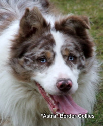 Astra Chum, Red merle tricolour